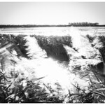 Viento en el arrozal.