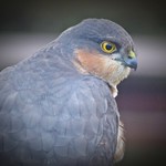 I spy with my big eyes