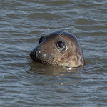 seal