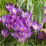 Crocus