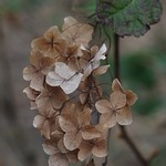 Oak Leaf Hydrangea