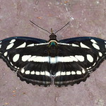 The Great Siam Sergeant - ผีเสื้อจ่าใหญ่สยาม