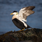 Common Eider