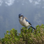 2020-02-28 A&ntilde;o Nuevo State Park