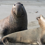Elephant Seals 2830