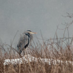 "Anthropomorphismingly" Speaking - Great Blue Heron