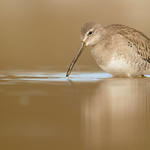 Muddy Beak- Long-Billed Dowitcher