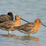 asian dowitchers breed doze P330 stx95 DSCN8844_edited-1