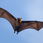 Indian Flying Fox