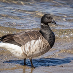 _SLL2283 Atlantic Brant