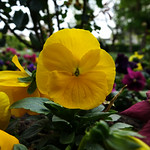 Pens&eacute;e Jaune (3)