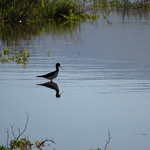 starr-200124-7401-Batis_maritima-with_Hawaiian_Stilt_and_reflection-Kealia_Pond-Maui