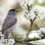 Blackcap