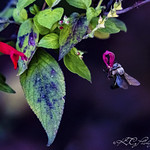 379A0084 Bumble Bee Hugging a Flower