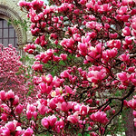 Cincinnati - Spring Grove Cemetery & Arboretum "Magnolias.....Overload"