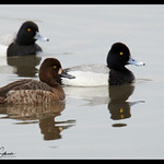 Male and Female Lesser Scaup at Eagle Bluffs Conservation Area