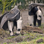 Food-seeking anteaters