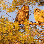 Great Horned Owls.
