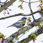 Audubon's Yellow-rumped Warbler with earwig.