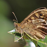 Speckled Wood - Pararge aegeria