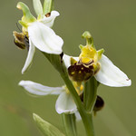 Ophrys ap&iacute;fera