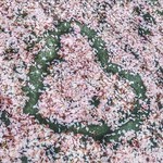 Carpet of Cherry Blossom Petals
