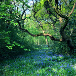 the bluebell wood