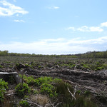 West Woods of Ethie 28 4 2020 2a