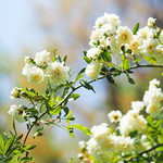 Banksia rose