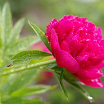 Th&eacute;s&eacute;e-la-Romaine (Loir-et-Cher)