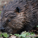 Foraging Beaver