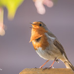 Evening Song 850_1062.jpg