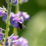 Bumble bee and lupine