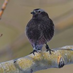Black Rosy-Finch (Leucosticte atrata)