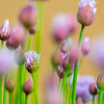 chives