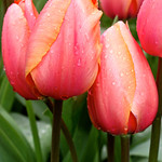 IMG_0073 A Tribute to Nurses