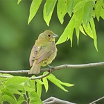 DSCN0433 Painted Bunting