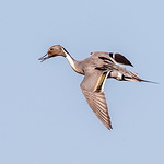 Northern Pintail