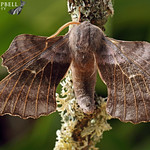 Poplar Hawk-moth (Laothoe populi)