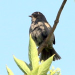 Dunnock.Thanks everybody.