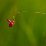 Grass Vetchling