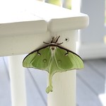 Luna Moth