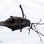Busy Beaver working on his dam
