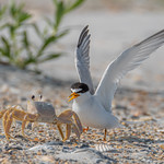 Least Tern