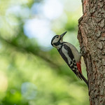 pic &eacute;peiche.jpg