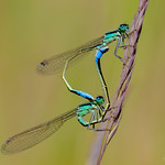Blue-tailed damselfly (Ischnura elegans)
