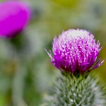 Thistles