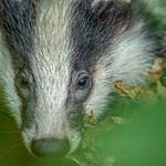 Badger Cub portrait - Private land I'm fortunate to have permission for
