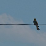 Bienenfresser (Merops apiaster) * Bee-eaters (Merops apiaster) * Abejarucos (Merops apiaster) * . P1440026-001