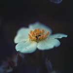 Wild strawberry flower...
